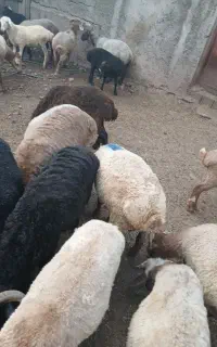 فروش بره پرواری کیلوی ۹۰۰هزار تومان