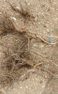 نهال انگور بیدانه سفید