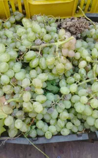 انگور