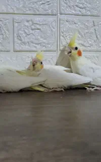 جوجه عروس هلندی