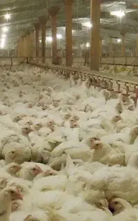 فرصت کار برای 2 خانواده در مرغداری مرغ مادر