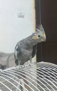 عروس هلندی جوجه 3 ماهه