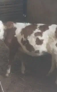 گوساله