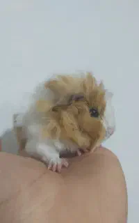 شهر خوکچه هندی