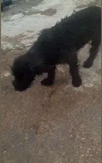 سگ ماده