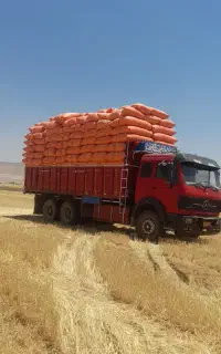 خرید وفروش وکاه گندم