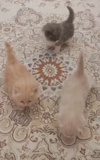 گربه پرشین سیبرین