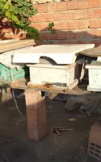 زنبور عسل