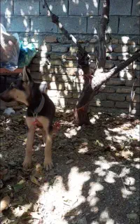 سگ ژرمن