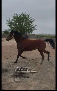 مادیون کرد سر دم بگیر