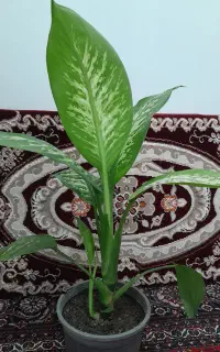 گل دیفن