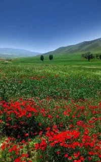 طبیعت گردی