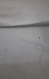 موکت