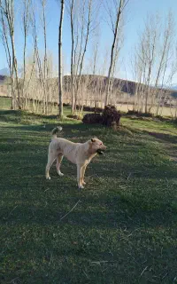 توله سرابی 11ماهه است