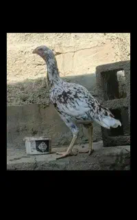 مرغ لاری افغان