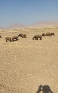 میش بره  جوان