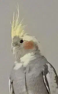 گمشده عروس هلندی