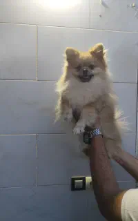 پامر خرسی یک ساله