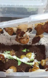 حلزون کلاژن ساز