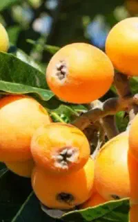 فروش میوه ازگیل ژاپنی روی درخت