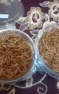 میلورم خشک با کیفیت