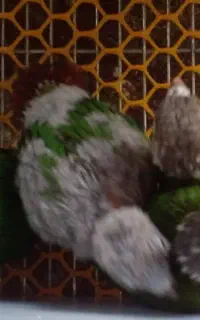 گرینچیک نرمال و یلوساید
