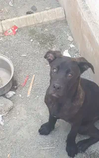 واگذاری سگ کنگرسو