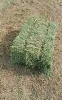 فروش علف یونجه و خشه خالص