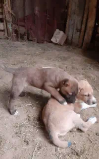 کوچوک‌سیاه پوزگم‌شده‌‌هرکی‌دیده‌مژدگانی‌داره