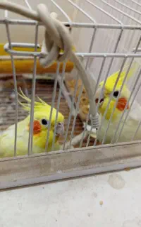 جفت عروس هلندی لوتینو مولد