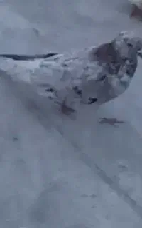 کفتر