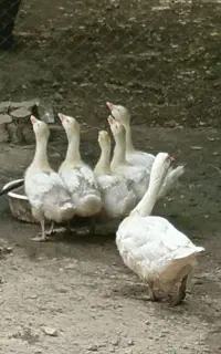 جوجه غاز سه‌ماهه