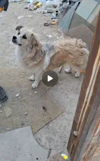 واگذاری سگ گربه رایگان
