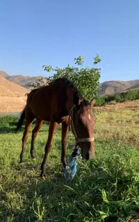 کره نریان دوسر کورد