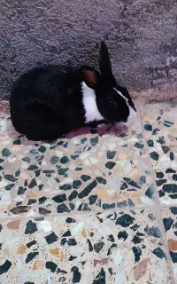 خرگوش