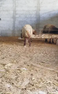 فروش بره و گوسفند