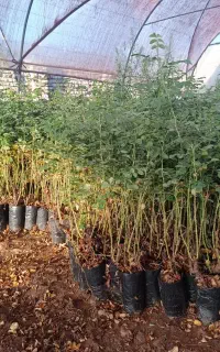 فروش نهال* گلدان گل محمدی.اصل کاشان قمصر  حسنارود