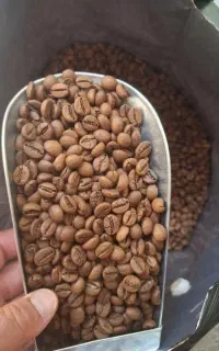 تولیدوفروش انواع دان سبز و رست شده قهوه زیر قیمت