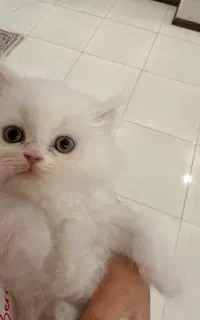 گربه