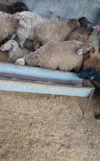 تعدادی گوسفند