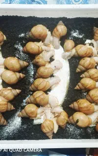 حلزون آچاتینا البینو