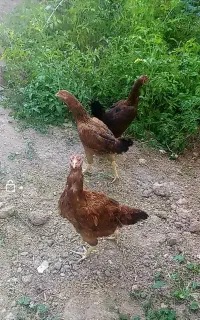 مرغ و خروس اصل