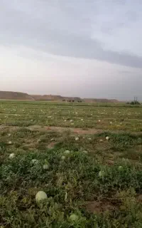 هندوانه گاوی و توشاپی