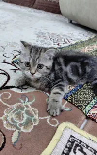 گربه میکس بریتیش و اسکاتیش