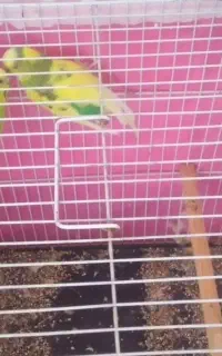 استخدام کناف کار