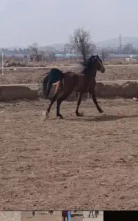 فروش یک راس نریان کرد پرخون