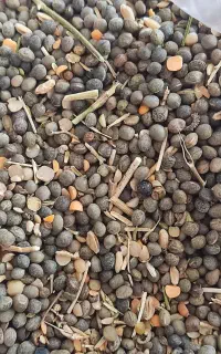 فروش قارادنه(سیاه دانه)