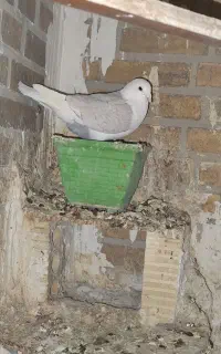 دوکت