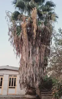 درخت پالم