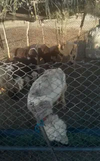 قوچ تخمی